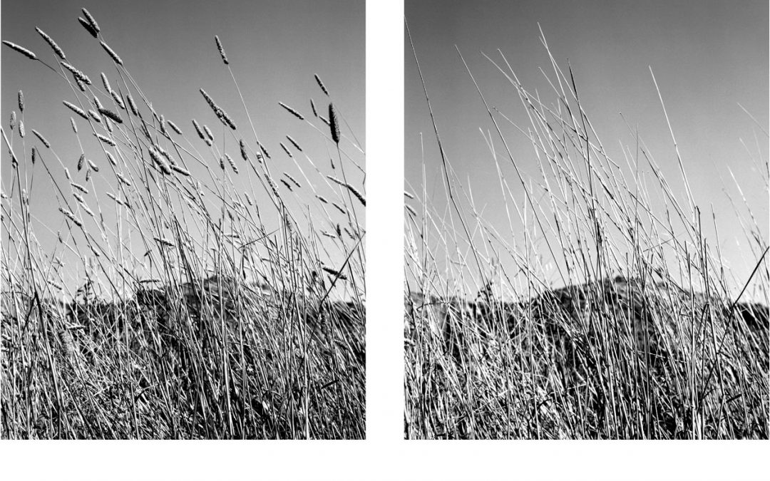 Altered Landscape ‘Pt Reyes’ 2007