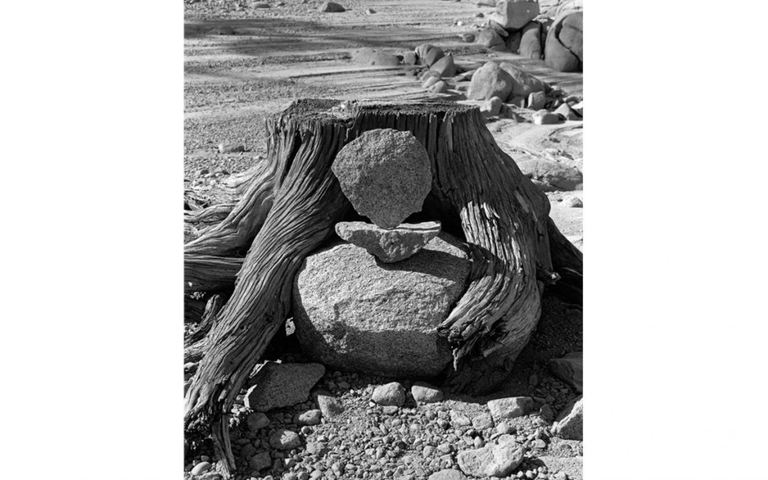 Tree with Rock 2008