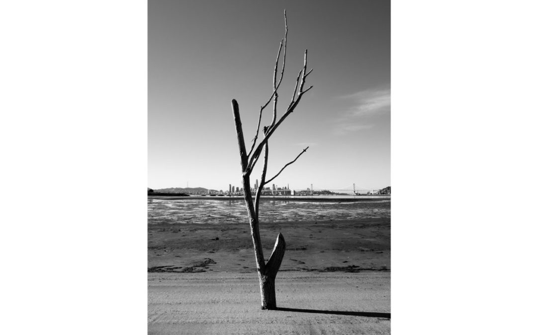 Naked Branch 2020